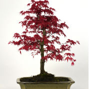 Bonsai Bordo do Japo 'Deshojo' 8 anos